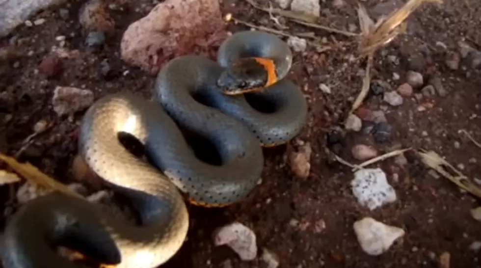 17 Snakes That Are Found in Michigan