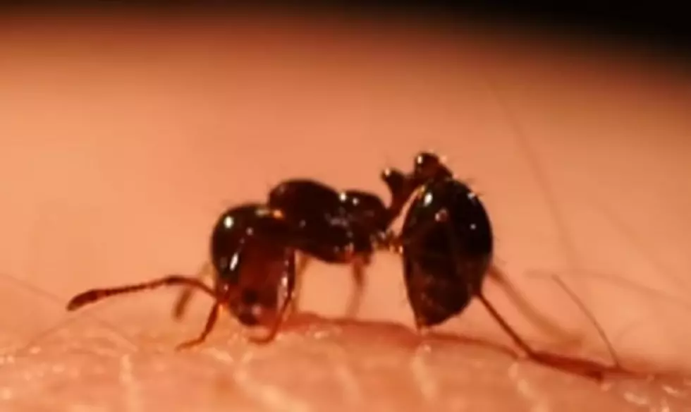 Are There Flesh-Eating Ants in Michigan?