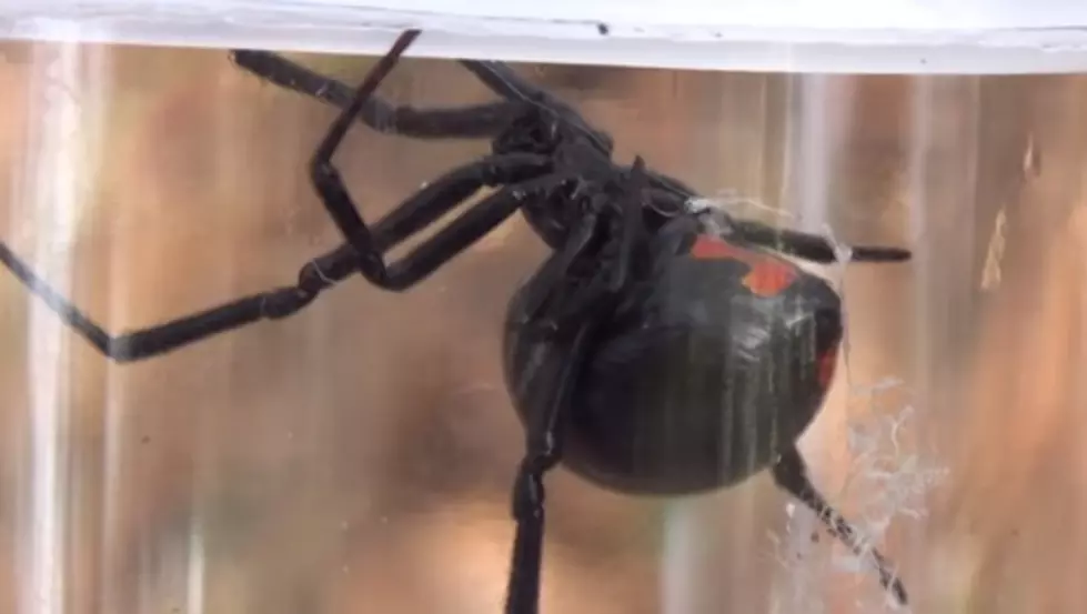 27 Spiders That Are Found in Michigan