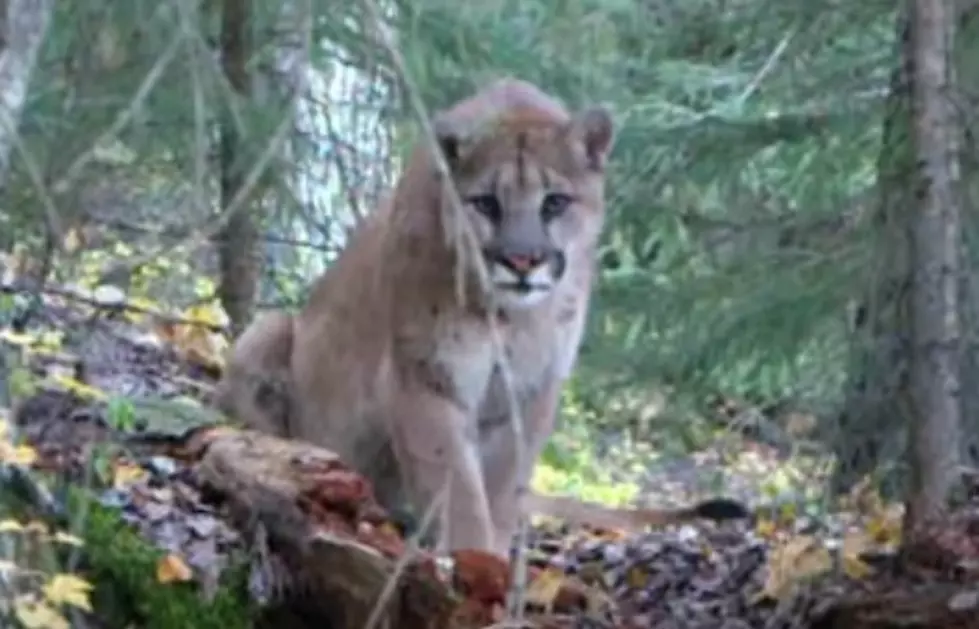 Michigan’s Largest Predators!