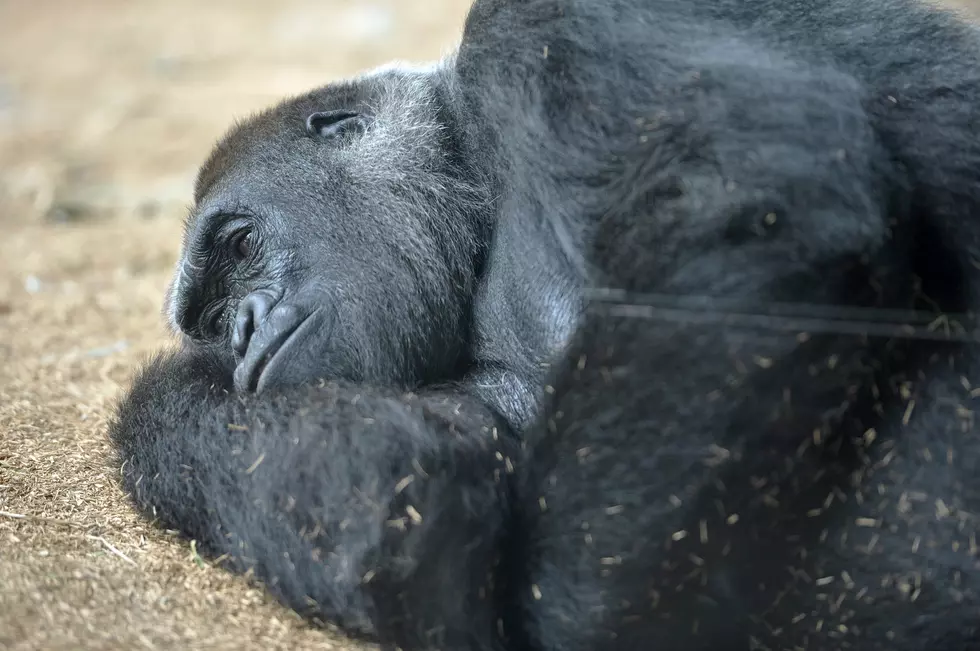 Oldest Gorilla In Captivity Dies
