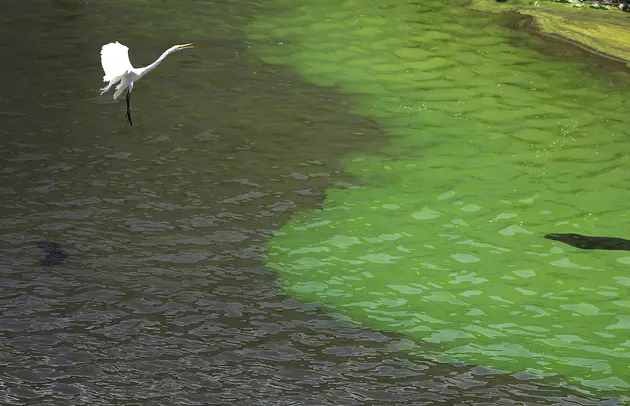 Toxic Algae in Michigan Lakes Dangerous for Dogs