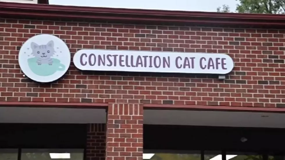 NOW OPEN: New East Lansing Cafe’ Caters To Cats