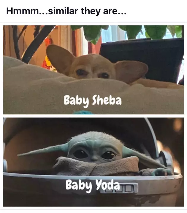 Baby Yoda is the New Go-To Meme