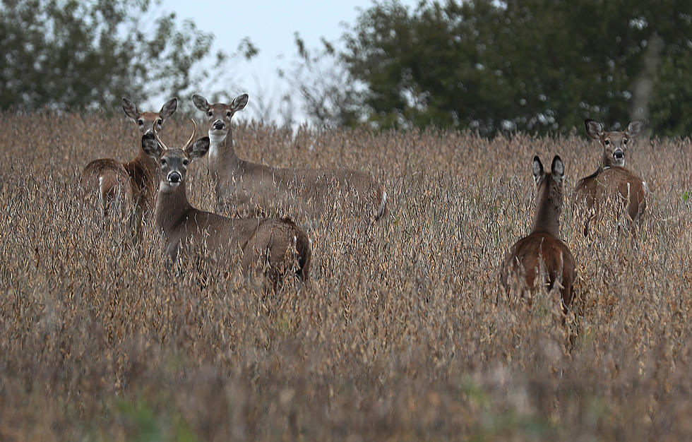Sharpshooters to Kill Out of Control Deer