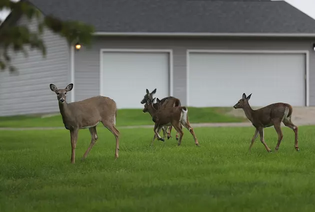 East Lansing Passes Motion for Deer Management