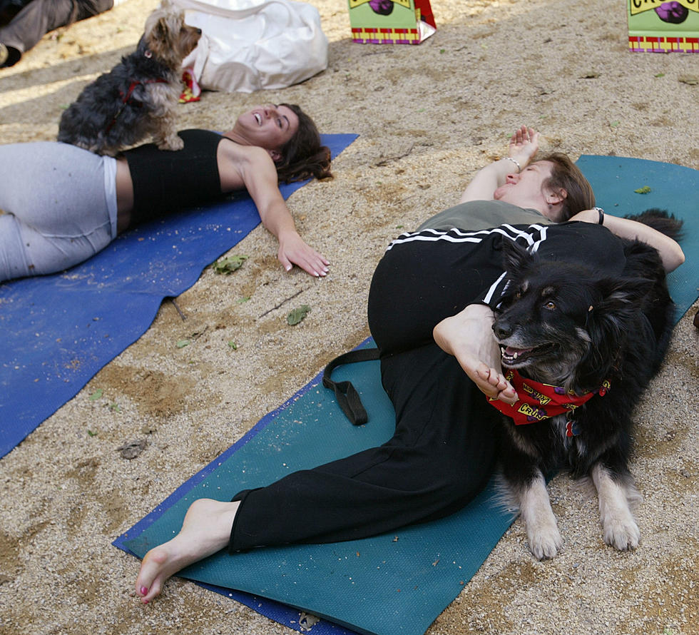 Yoga With Shelter Dogs