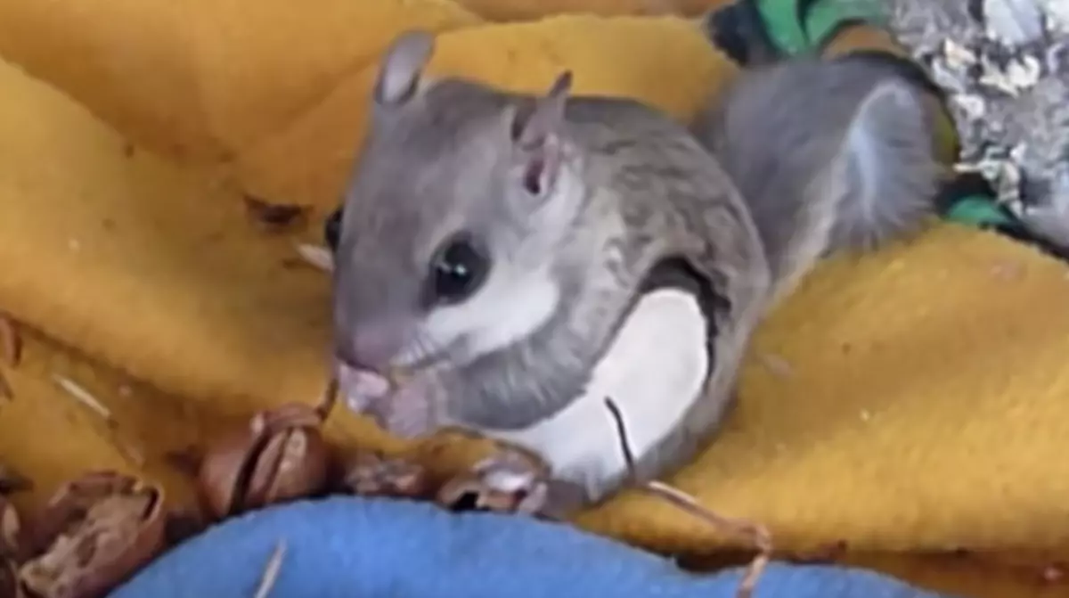 Michigan Dunes Home To Flying Squirrels