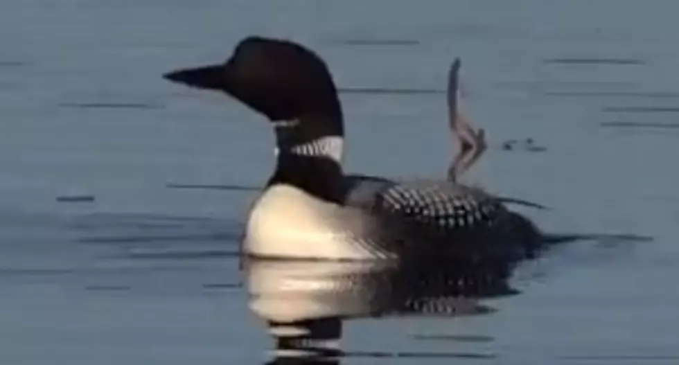 The Oldest Common Loons on Earth Have Returned to Michigan