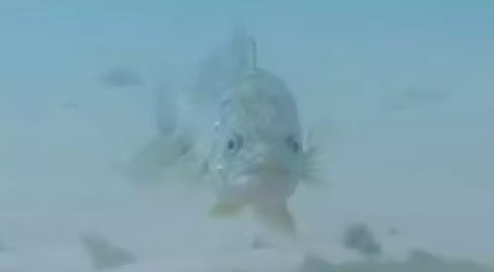 A Group of Walleye &#8216;Guarding&#8217; a Shipwreck in Lake Michigan