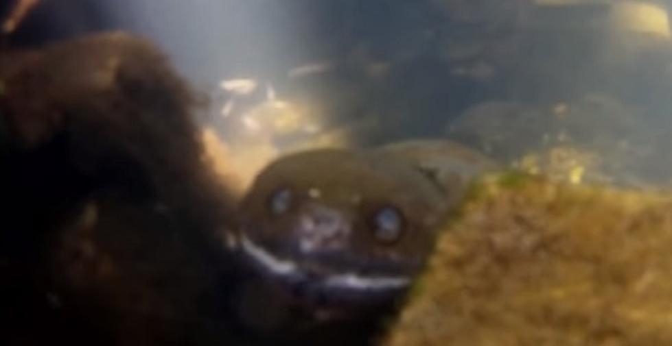 Snapping Turtle Gulps Down Frog and More Underwater Drama