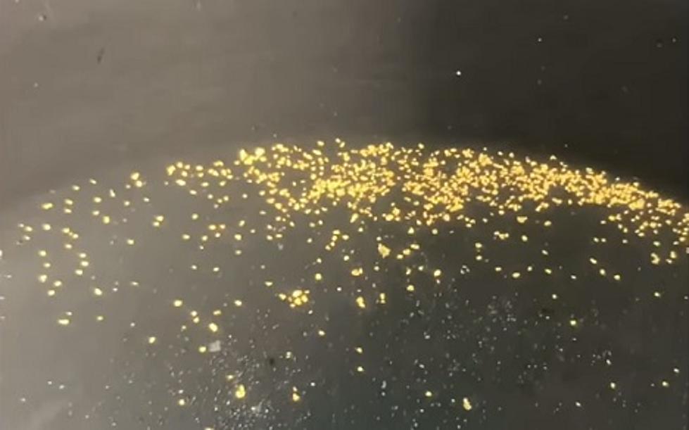 Gold Found While Panning at Lake Superior