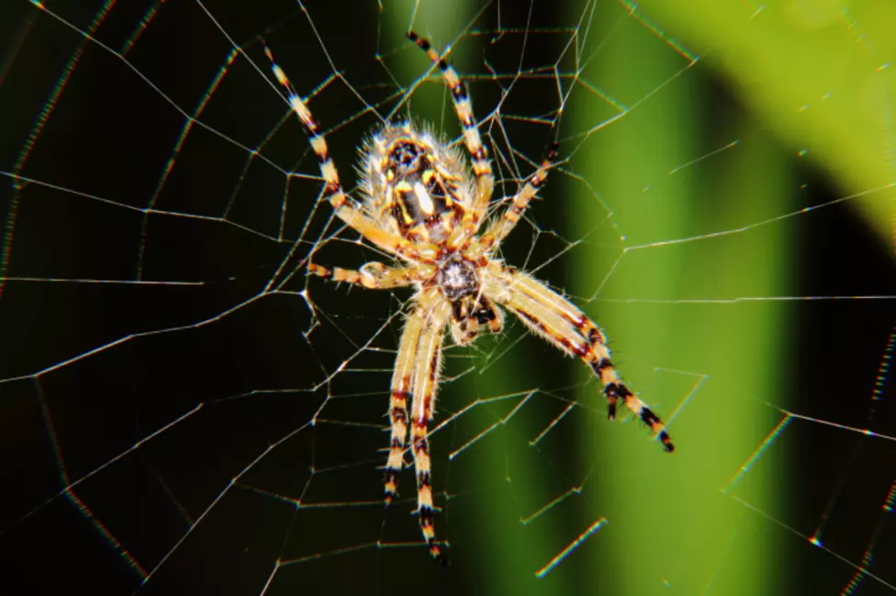 Creepy, Venomous Spiders Close U of M Building