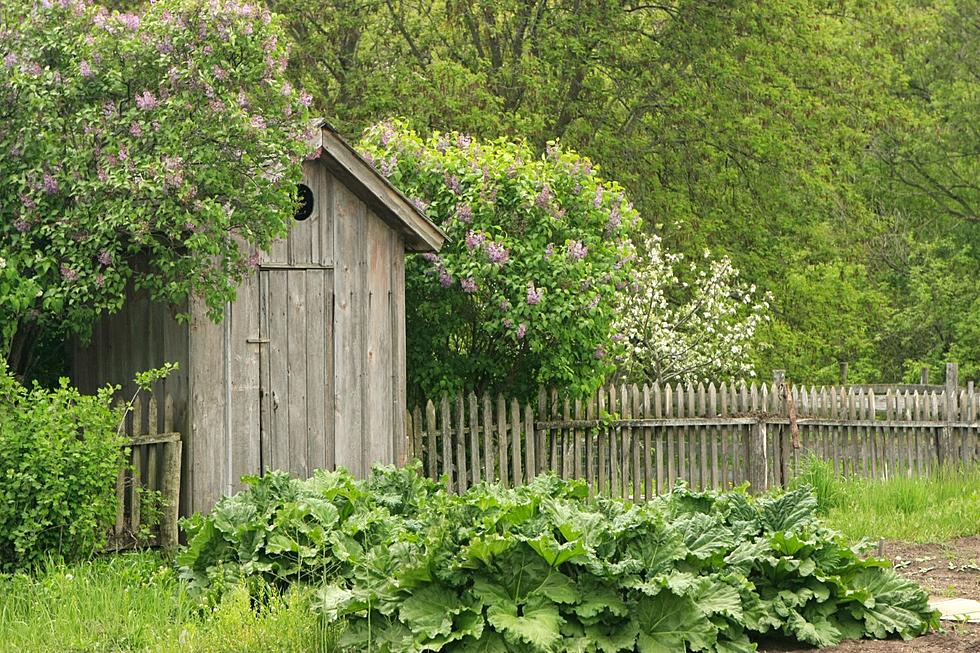 The Nasty Reason There Are So Many Lilacs in Northern Michigan