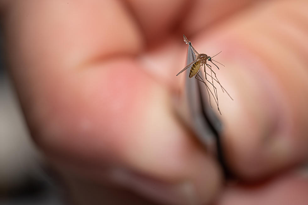 Michigan Mosquitoes Are on the Loose and Attacking Everyone in Sight