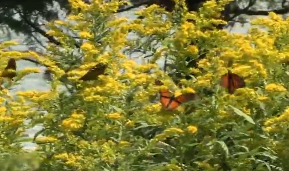 Monarch Butterfly Migration near Escanaba, Michigan