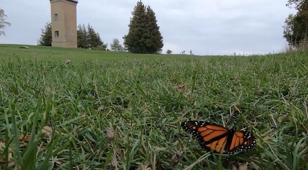 The Lighthouse of Monarch Butterflies: Delta County, Michigan
