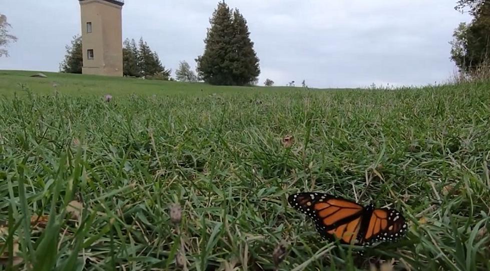 The Lighthouse of Monarch Butterflies