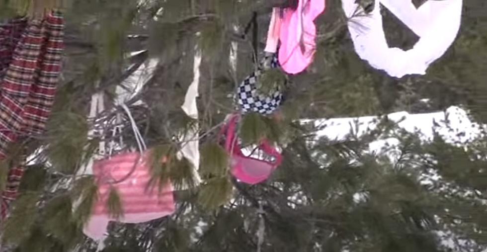 Michigan Bra Trees?