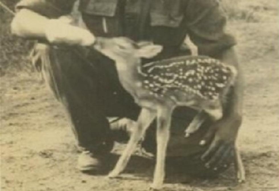 The Sad Story of George, the Orphaned Fawn: 1933-1940