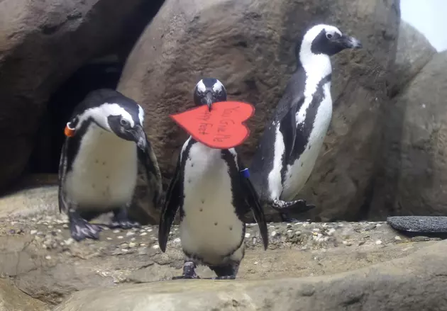 The World&#8217;s Largest Penguin Facility is in Michigan