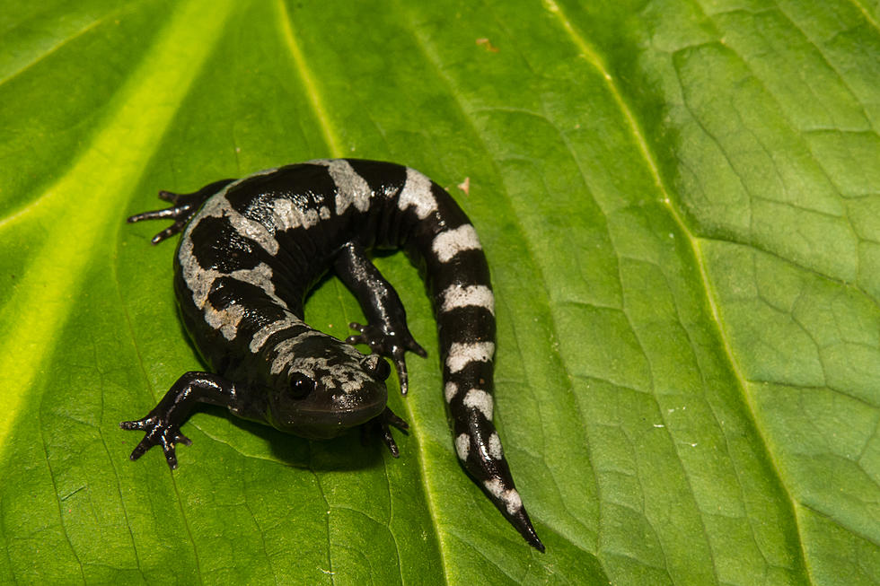 Upper Peninsula Road Closing Nightly to Protect Salamanders