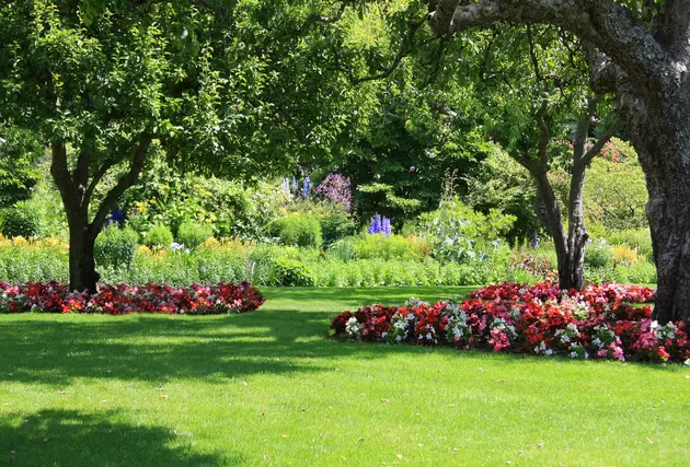 Annual Michigan Flowers That Don&#8217;t Require Daily Watering