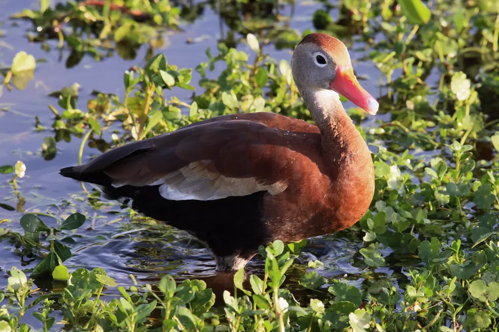 Michigan Crowds Excited to See Black Bellied Whistling Duck