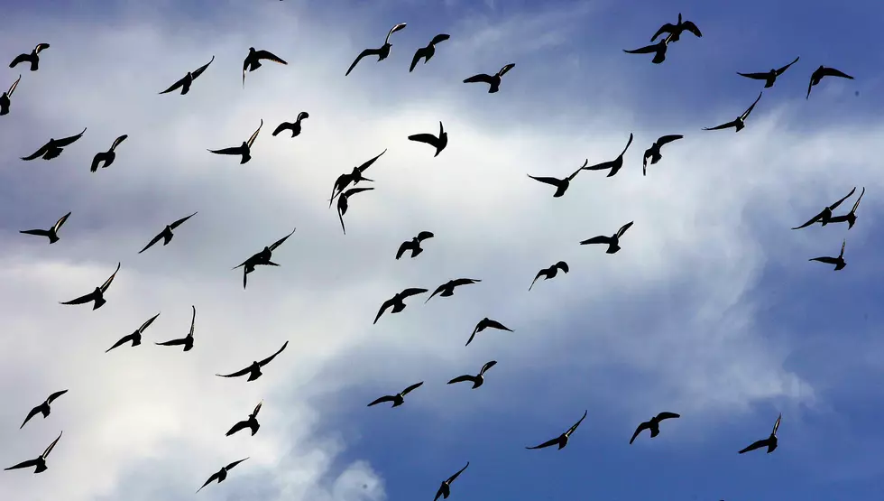 Millions and Million of Birds on the Move Across the U.S.