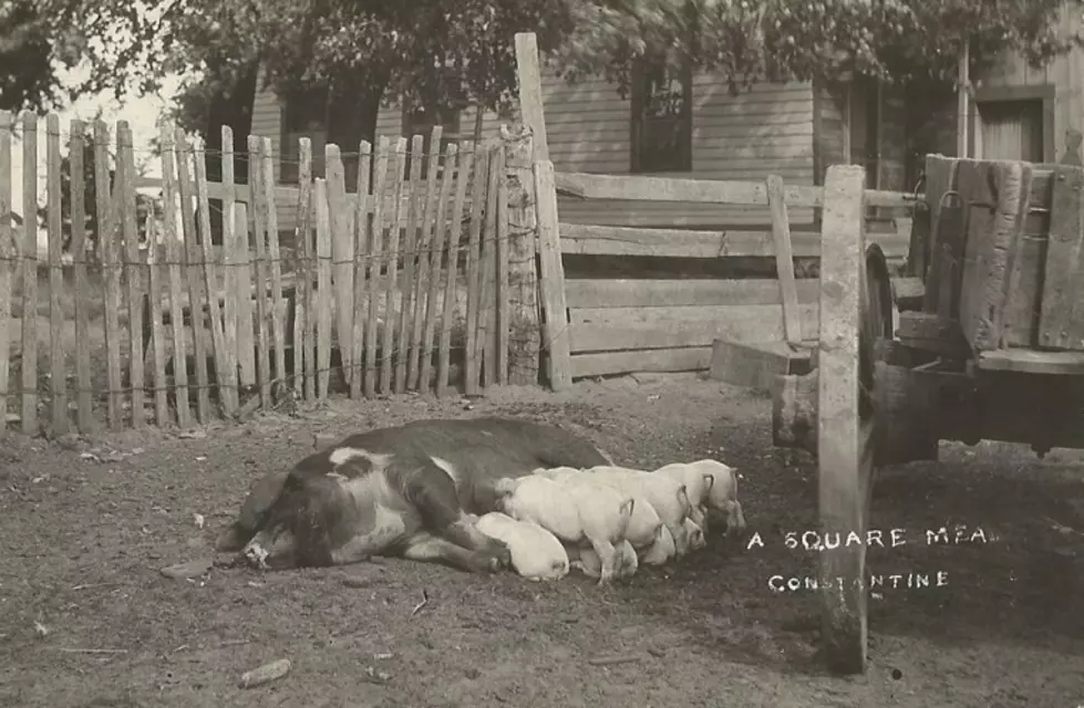 The Barnyards & Farmyards of Michigan: 1890-1922