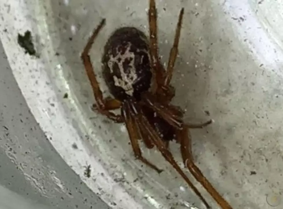 Michigan Has False Widow Spiders…I Found One on My Neck
