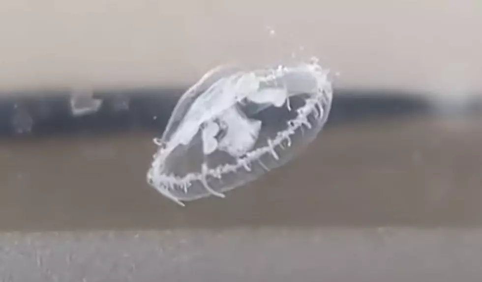 Numbers of Jellyfish Found in Many Michigan Lakes