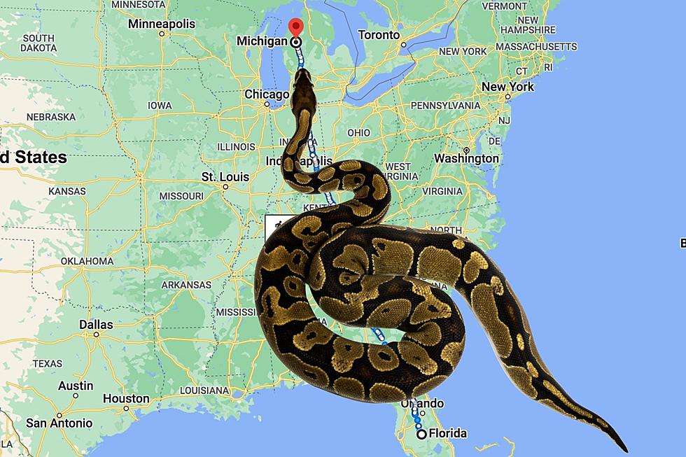 How Long Would It Take For a Python To Travel From Florida to Michigan?