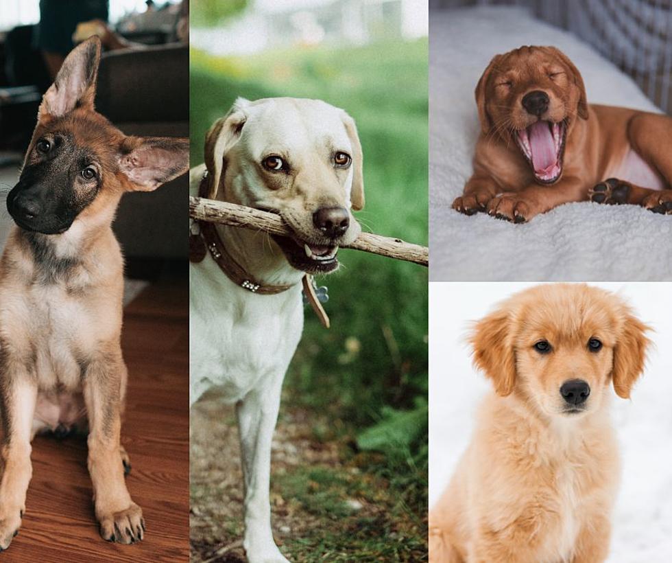 What Are Michigan&#8217;s Favorite Dog Breeds?