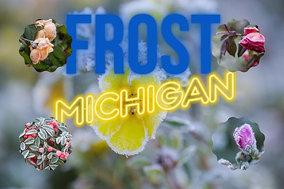Frost Advisories in Michigan: 5 Essential Tips for Gardeners