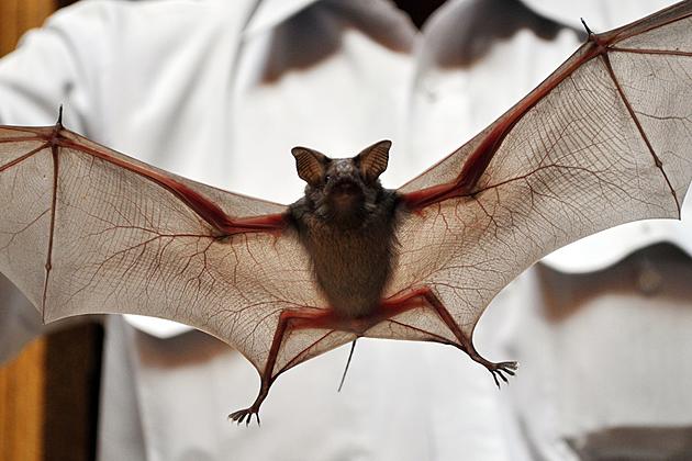 Michigan Bat Control and bat removal