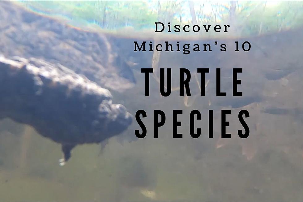 Fierce and Adorable: The 10 Turtle Species of Michigan