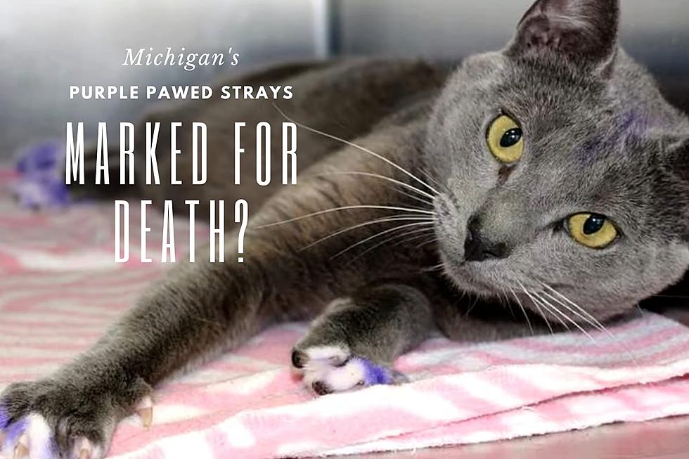 See a Purpled Pawed Stray Cat in Michigan? Help it Immediately!