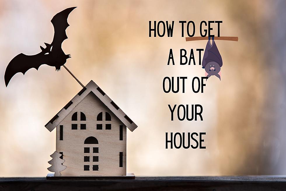 How to Safely Remove Bats from Your Michigan Home: Expert Tips