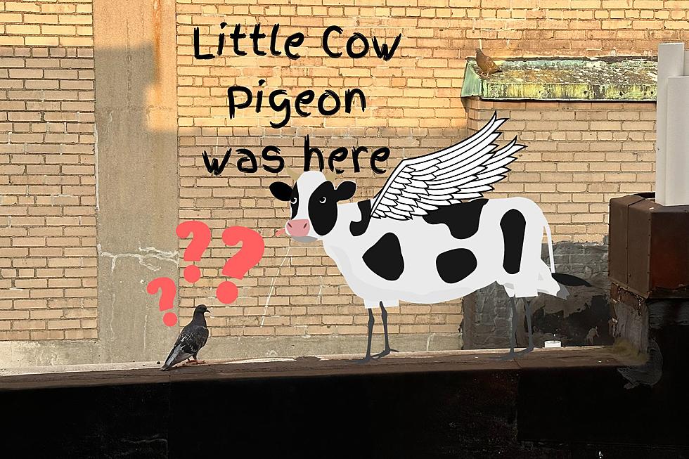 Huh! Little Cow Pigeons Exist and One’s Been Spotted in Michigan