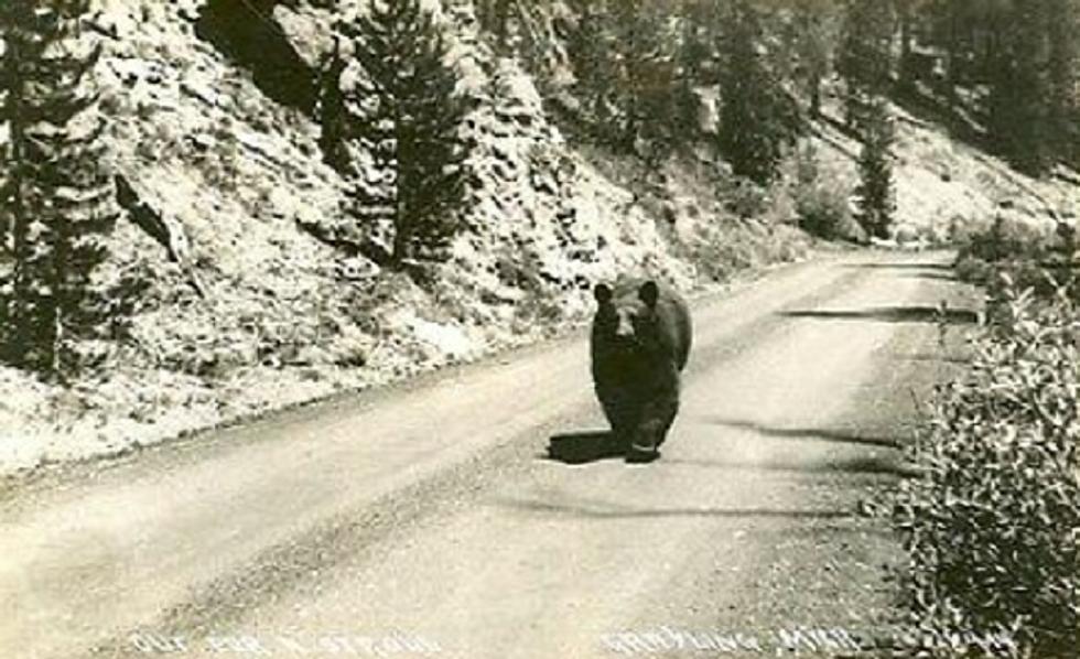Child Eaten by a Bear Still Haunts To This Day: Upper Peninsula, Michigan, 1948