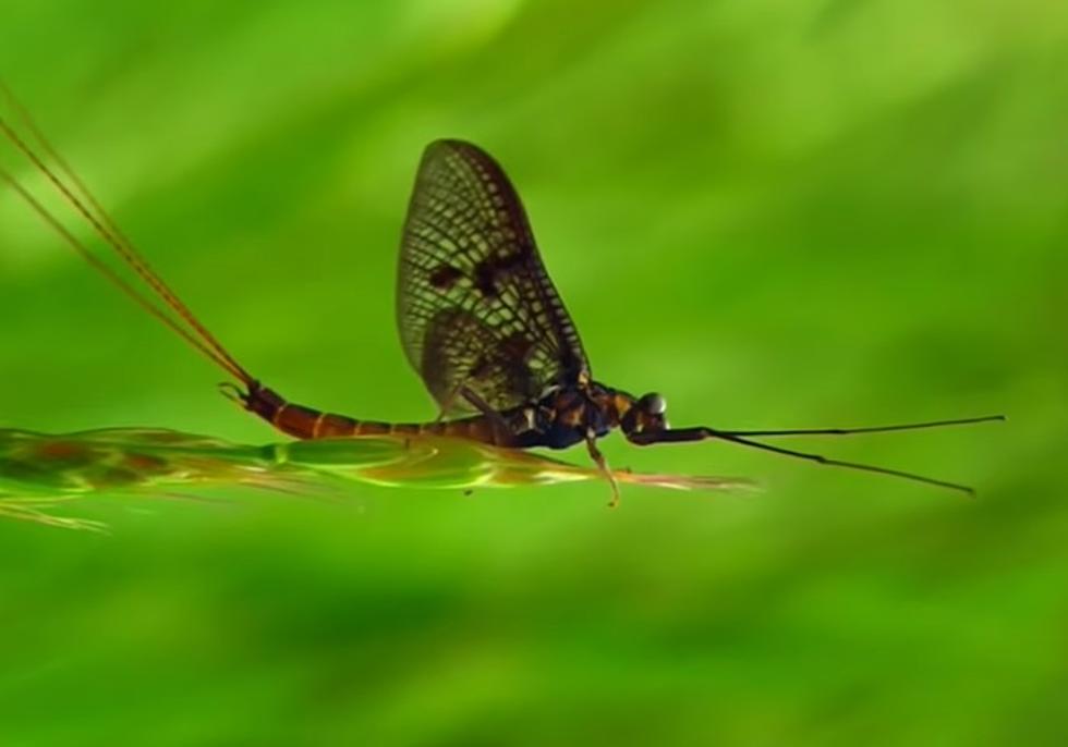 Michigan's Annual Invasion of the Mayflies