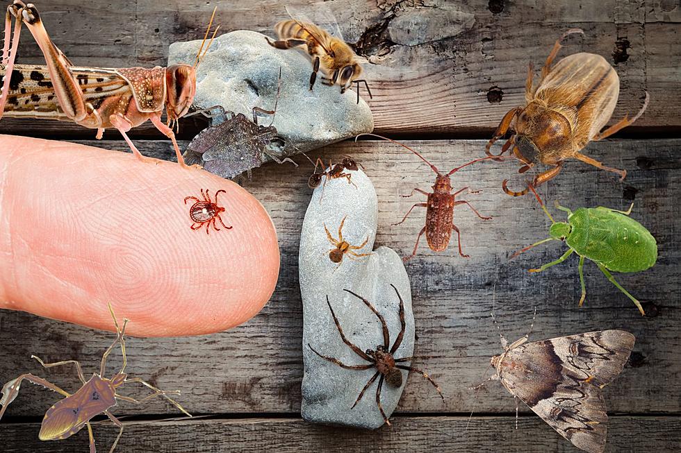 You Told Us! These Are Michigan&#8217;s 11 Most Disgusting Bugs
