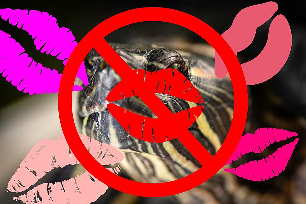 Kissing Turtles? CDC Warns Michigan Against Puckering Up