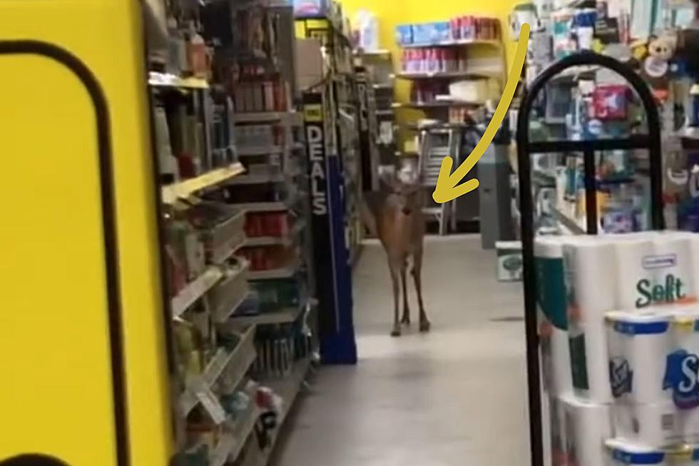 Saving Doe! How To Get a Deer Out of a Michigan Dollar General