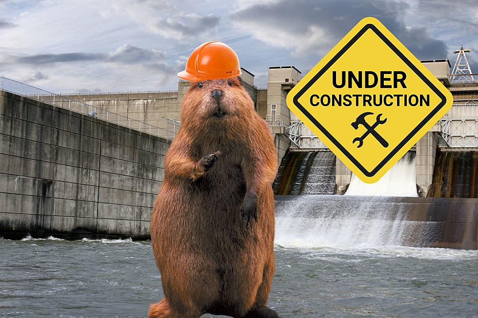 Dam It Michigan Beavers! Why Do They Block the Flow?