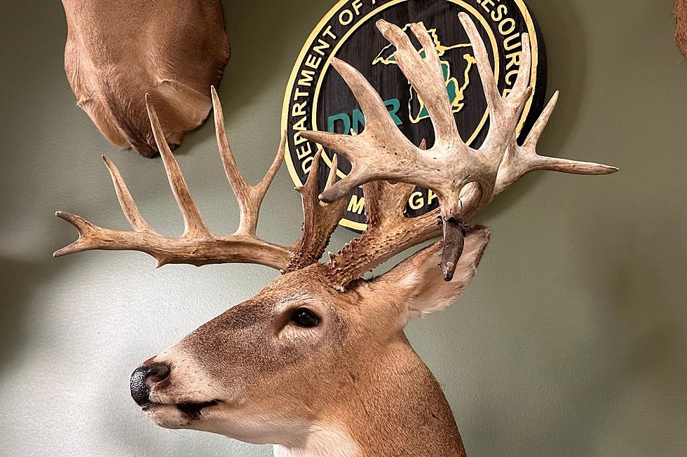 Look at That Rack! Lansing DNR Office’s Poachers Wall of Shame
