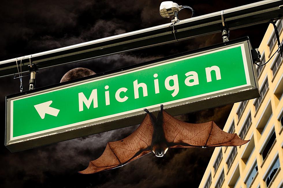 Did You Know Bat&#8217;s Have Elbows? Ranking Michigan&#8217;s Love for Bats