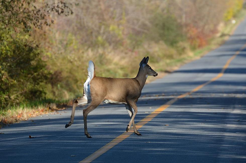 Kent County Tops Michigan 83 County Ranking For Car Deer Crashes