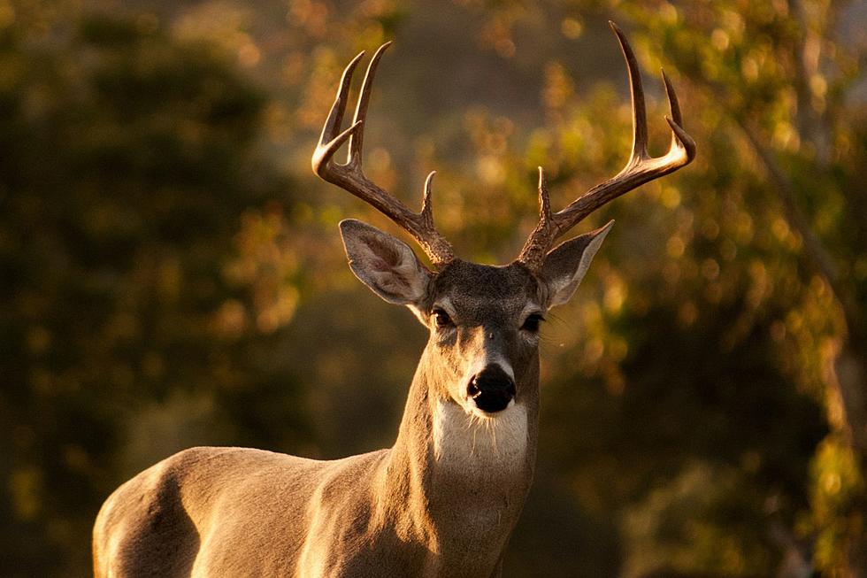 DOE! Michigan’s 2023 All Deer Season Numbers to Date By County